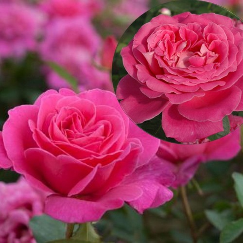 Rosa 'Pink Peace' - Roos 'Pink Peace' C4/4L
